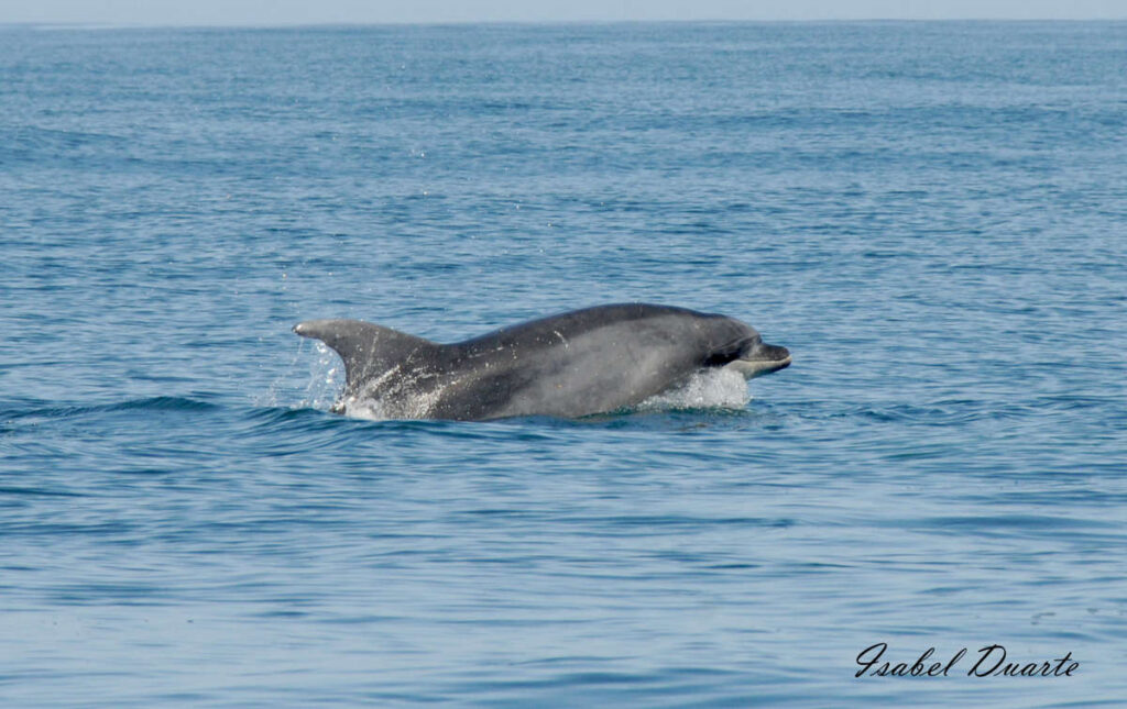 Bottlenosedolphin_Nazaré On_da Wave dolphin observation_partner your holiday portugal