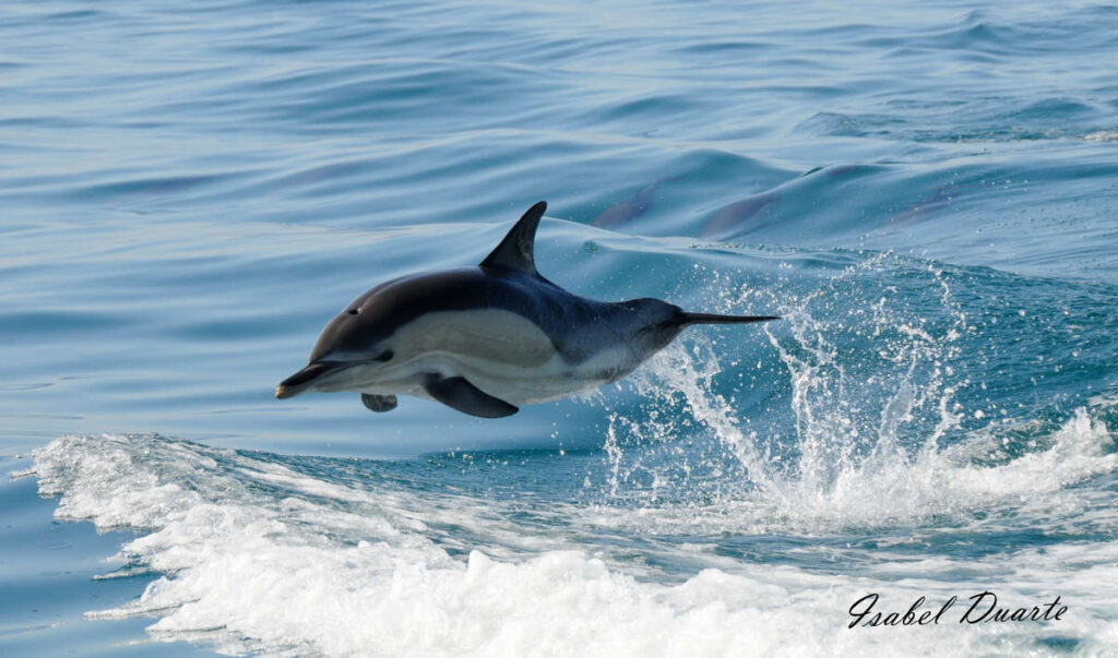 Commondolphin_Nazaré On_da Wave dolphin observation_partner your holiday portugal