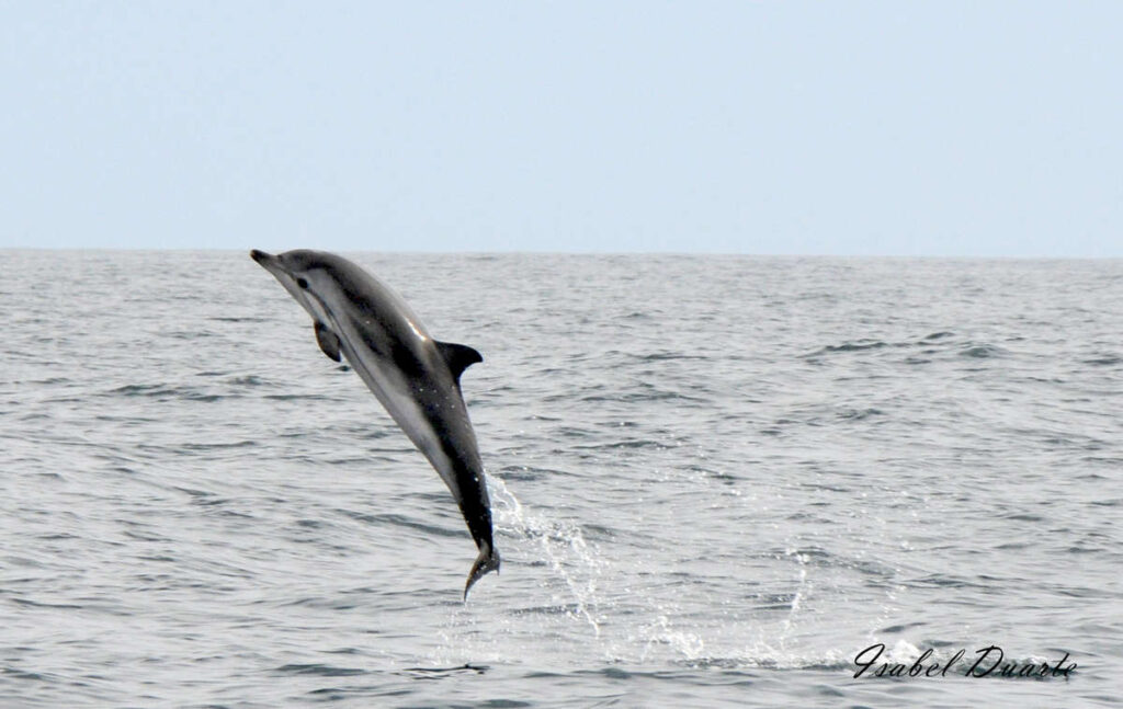 Stripeddolphin_Nazaré On_da Wave dolphin observation_partner your holiday portugal